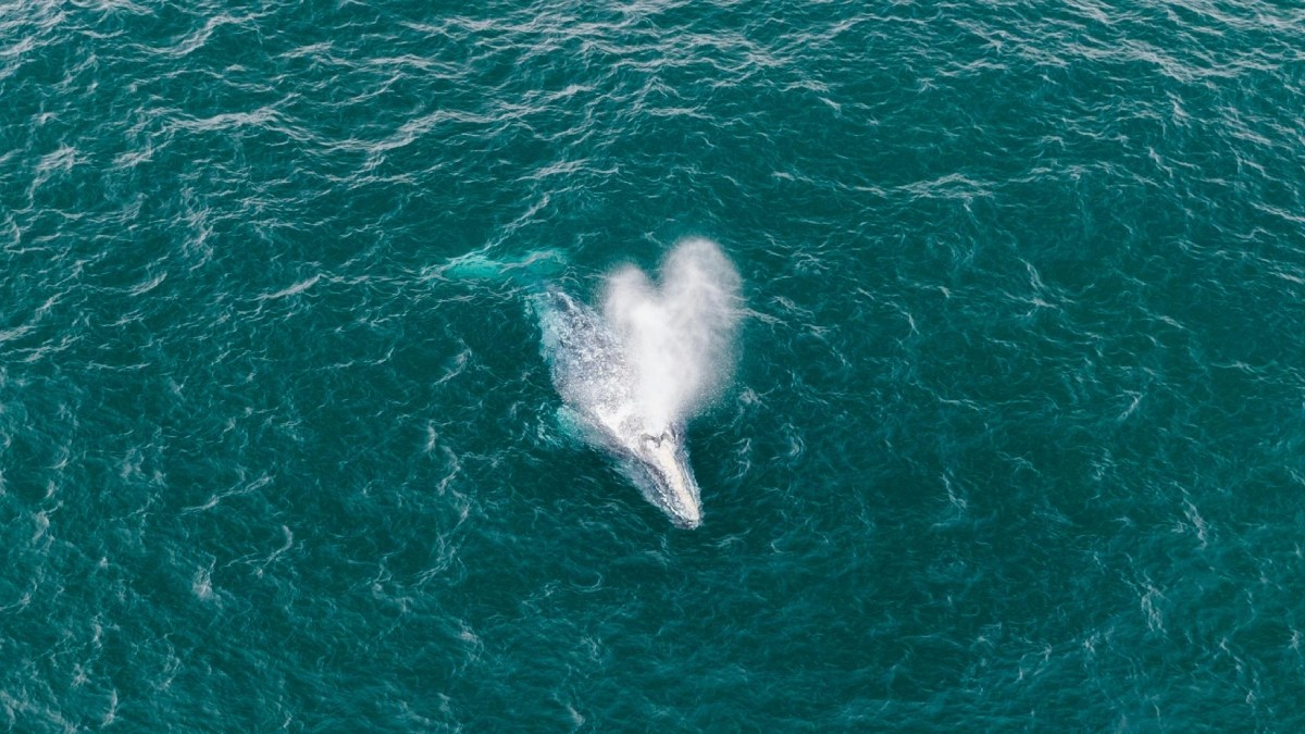 Incredibly Rare White Humpback Whale Captured In Footage – InspireMore