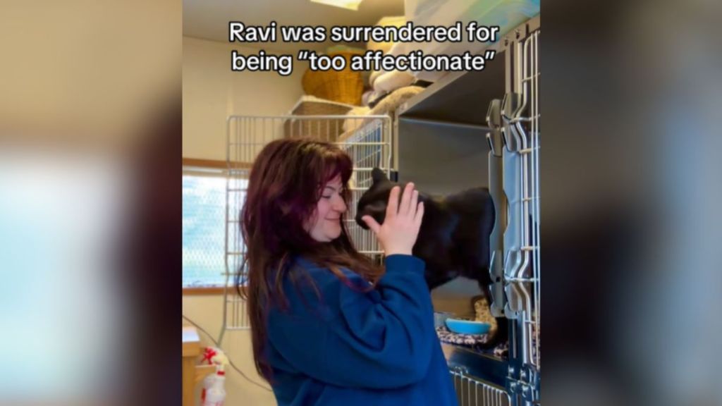A woman removing a black cat from his cage.