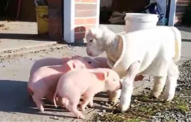Ryland the cuddly lamb had a piglet fan club that followed him everywhere.