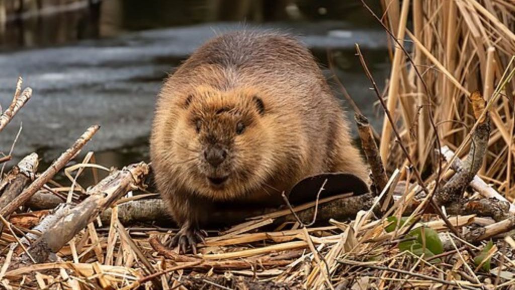 Stock image shows a beaver similar to the ones beavers that constructed a wetlands area in the Czech Republic on the edge of a wetlands area.