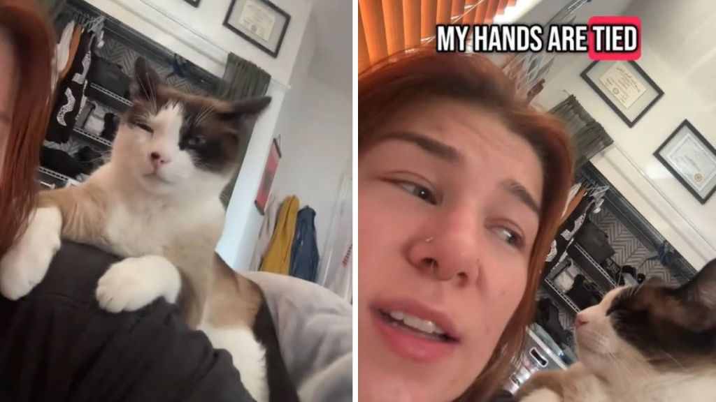 Image shows a cat keeping its owner from going to work.