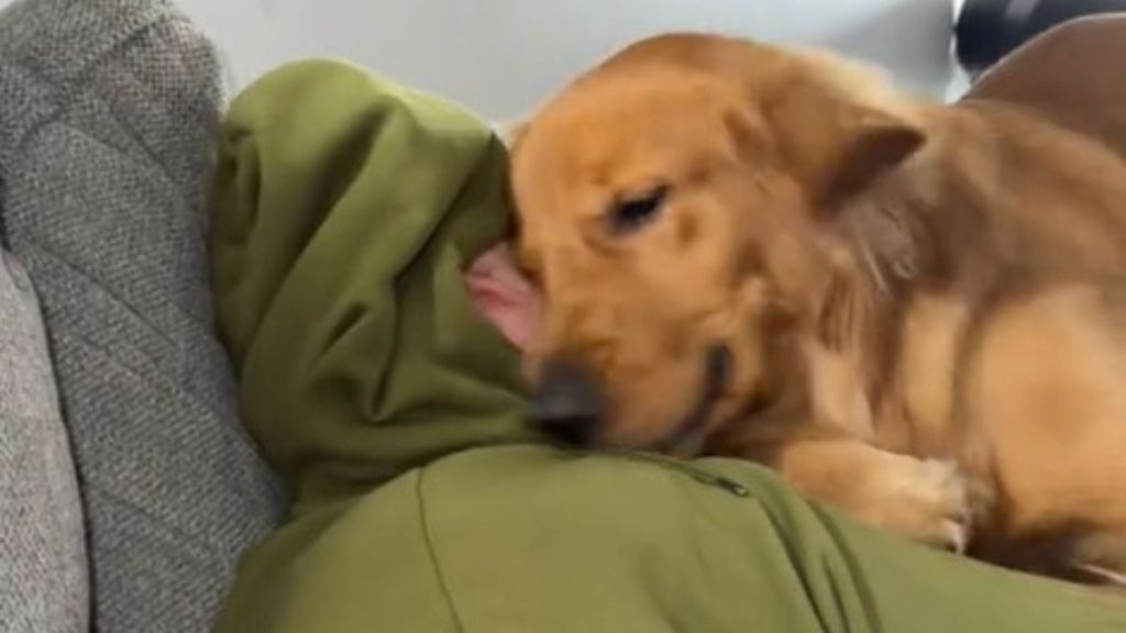 Image shows an overly cuddly dog trying to wear his owner's sweatshirt... while the man is still in it.