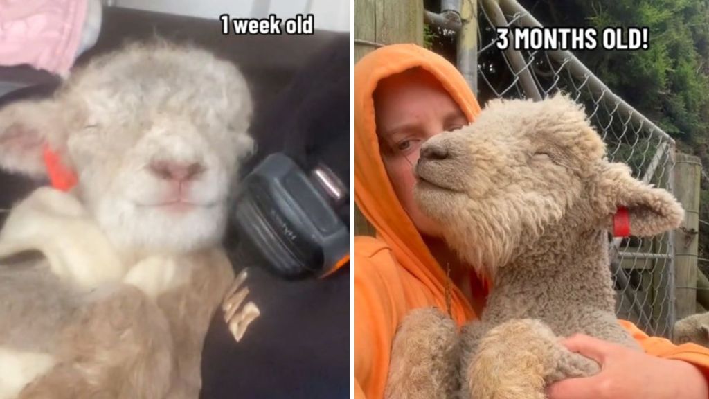 Images show cuddly lamb Alex who falls asleep in his owner's arms.