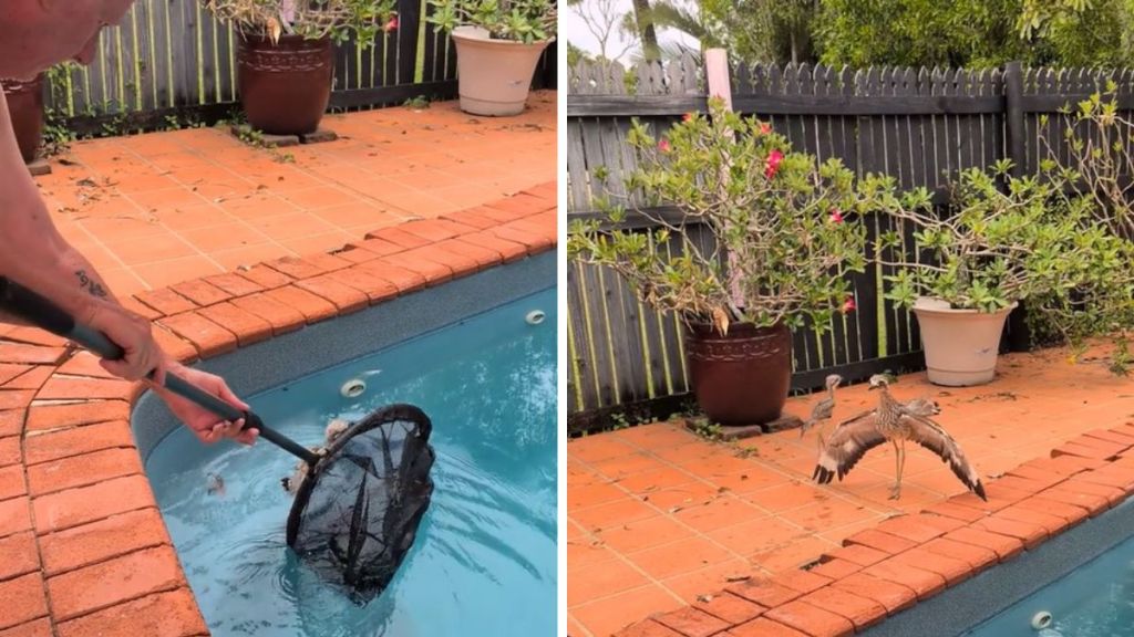 Left image shows a homeowner rescuing a juvenile curlew from his pool. Right image shows the fledgling reuniting with its parent.