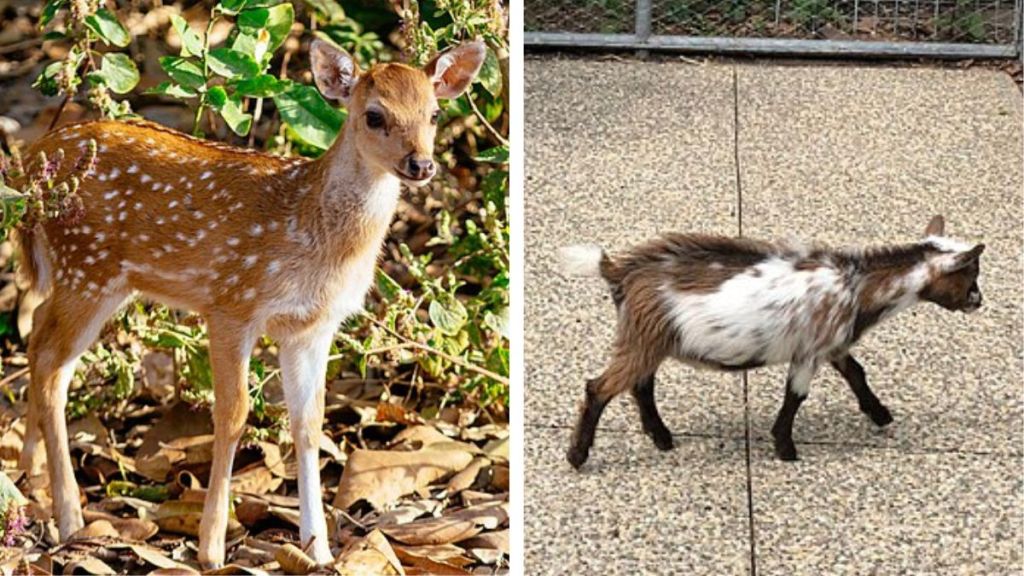Left image is a stock image of a deer fawn. Right image is a stock image of a goat.