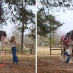 Left image shows a trainer jumping to desensitize a horse. Right image shows the trailer crawling under the horse.