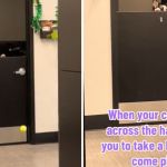 Left image shows a dog coworker dropping her ball over the door. Right image shows the border collie waiting patiently for someone to toss the ball back.