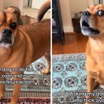 Left image shows Dutch with RBF before doing a dog trick. Right image shows Dutch rolling his eyes.