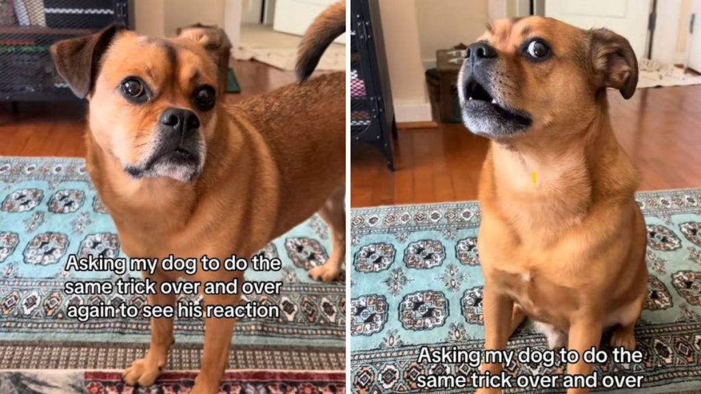 Left image shows Dutch with RBF before doing a dog trick. Right image shows Dutch rolling his eyes.