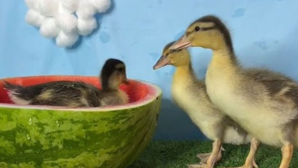 Ducklings swimming in a watermelon is an annual tradition at The Quack House.