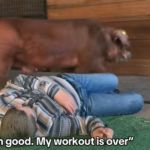 Image shows Butterscotch the pig completely ignoring his "fainting" owner.