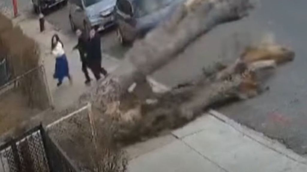Image shows a family looking back the falling tree that narrowly missed crushing them.