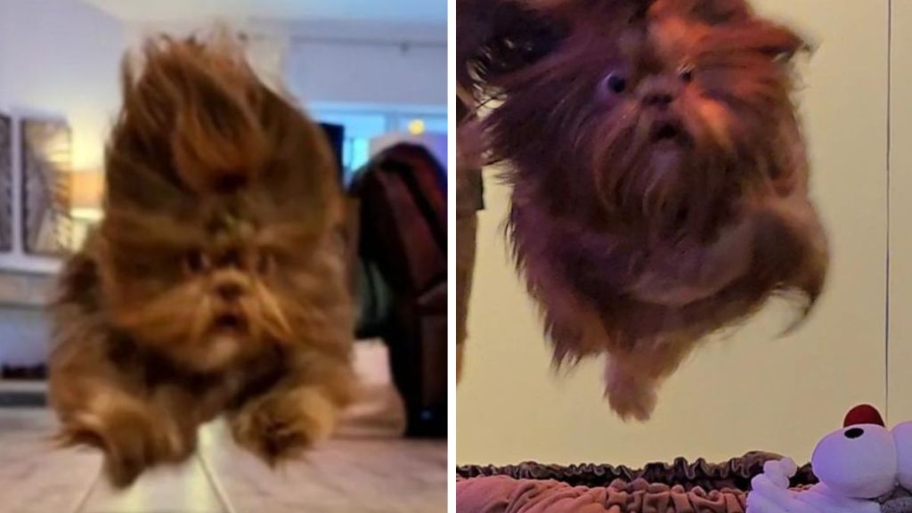 Images show a funny Shih Tzu flying.