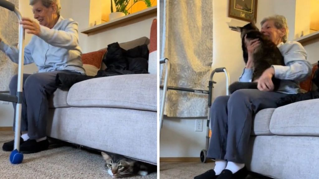 Left image shows Pickles peeking out from his hiding spot. Right image shows Grandma reuniting with her cat.