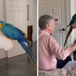Left image shows the hospice nurse arriving with her parrot. Right image shows the burse passing the parrot to her patient.