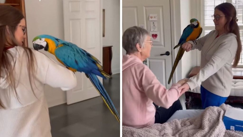 Left image shows the hospice nurse arriving with her parrot. Right image shows the burse passing the parrot to her patient.