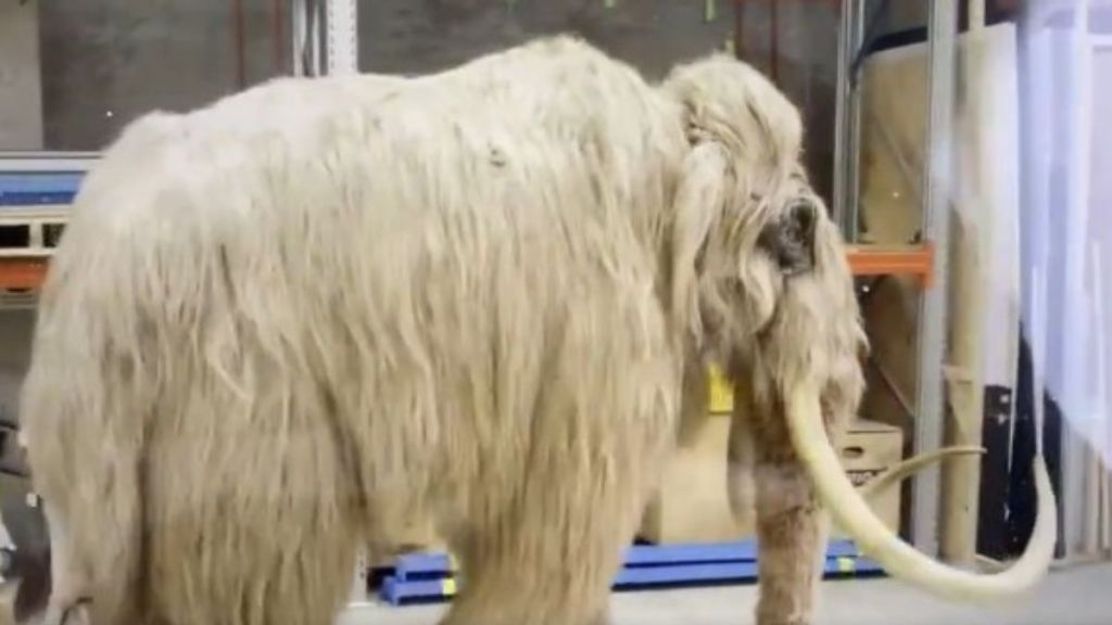 Image shows the side view of a woolly mammoth animatronic exosuit.