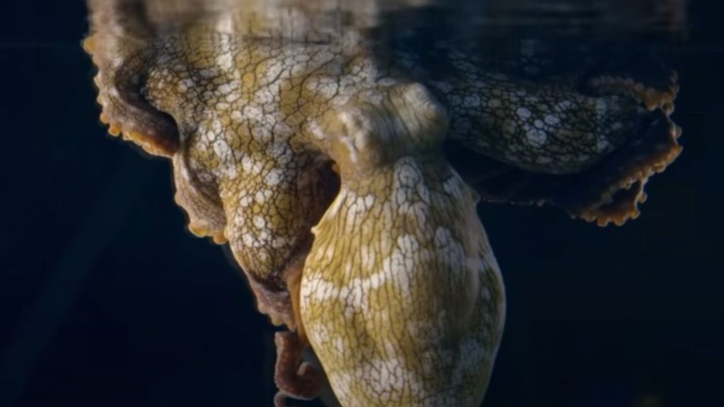 An octopus changing color while dreaming.
