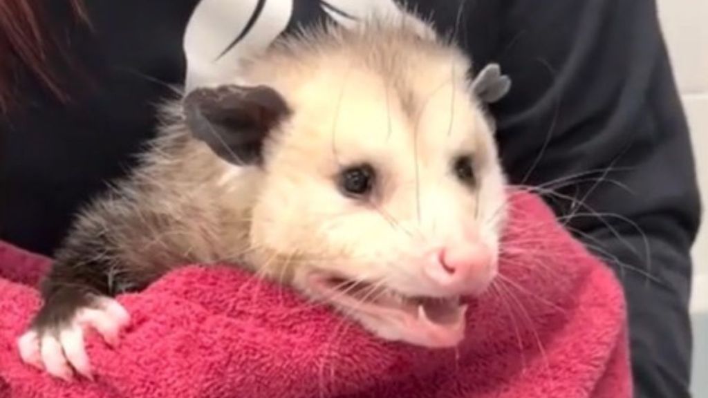 Image shows a Virginia opossum recovering after eating an entire Costco cake.