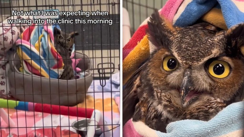 Images show an owl left with a vet clinic for care.