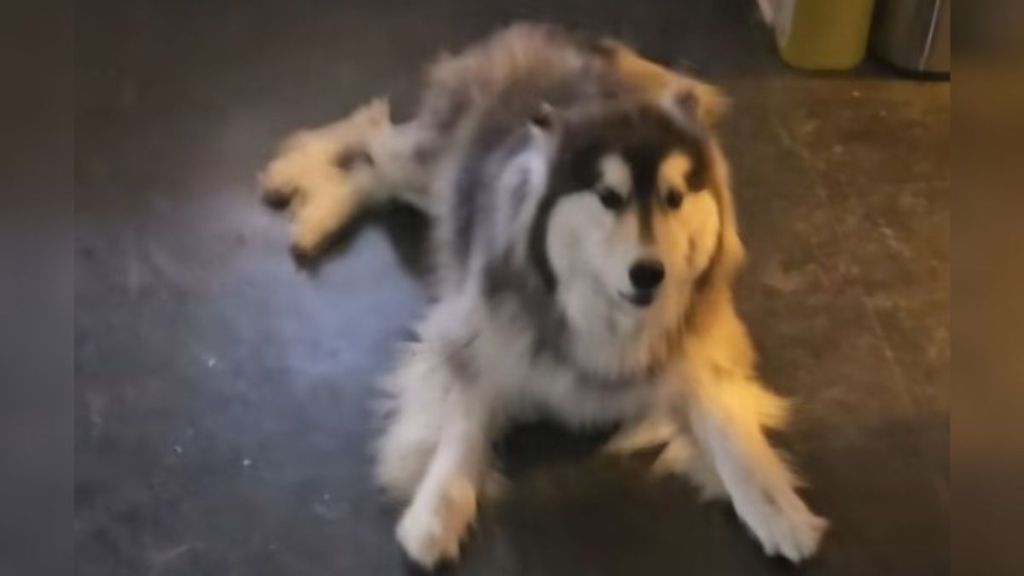 Image shows sassy husky Oden giving his mom back talk.