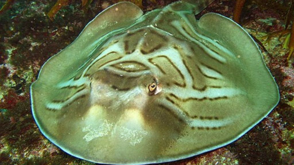 Stock image shows a fiddler ray similar to the stingray rescue.