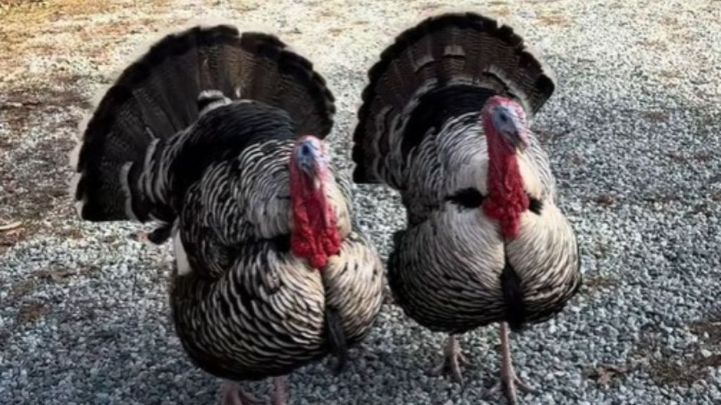 Image shows two turkeys as they trot across the yard.