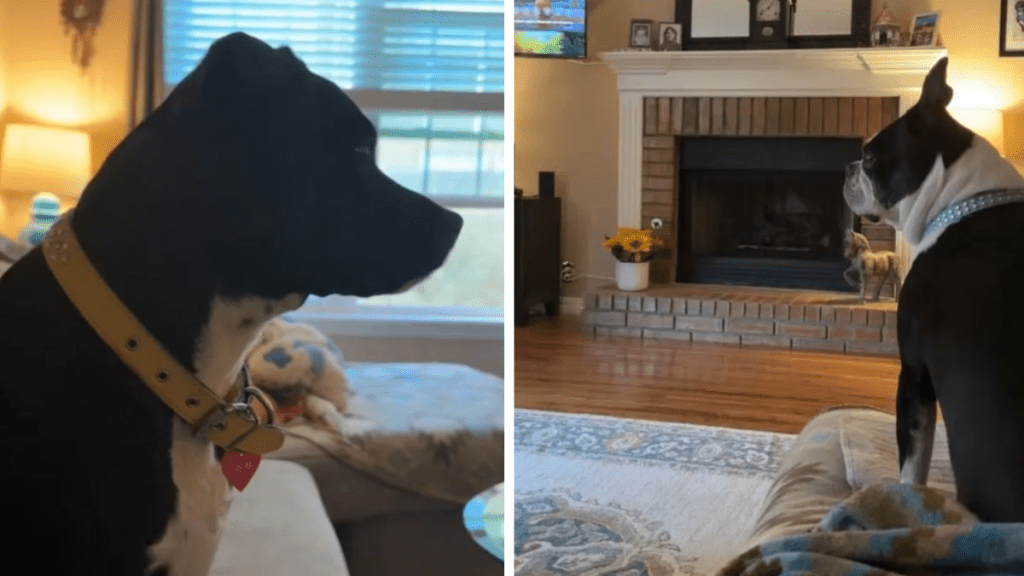 Images show the family dogs listening to a woodpecker in the fireplace.