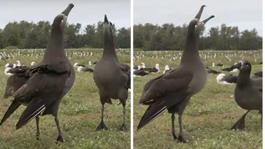 Black-Footed Albatross performing courtship ritual.
