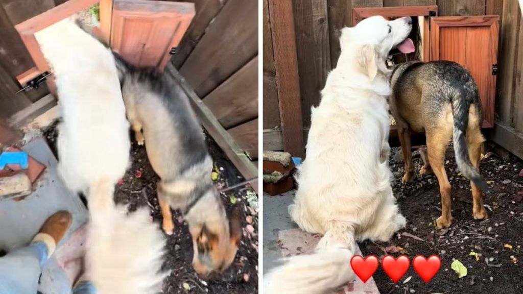 Image shows two happy dogs enjoying the dog door between their yards.