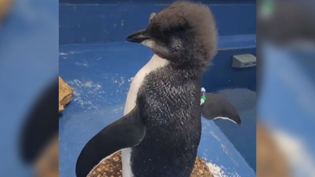 Close up of a baby penguin standing on a rock in a kiddie pool. His back is toward the camera but his head is turned to the side, giving us a view of his face. He has fuzzy baby feathers on his head, making it look like a fro