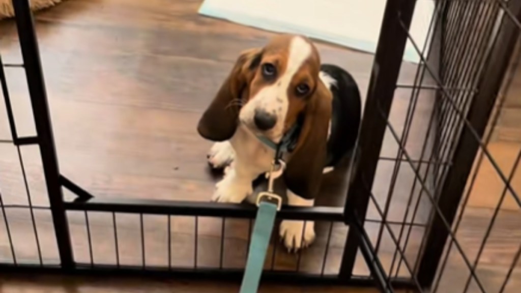 View from above of a basset hound puppy who is sitting inside her pen, the door open. She's on a leash. She looks up, totally unamused expression on her face