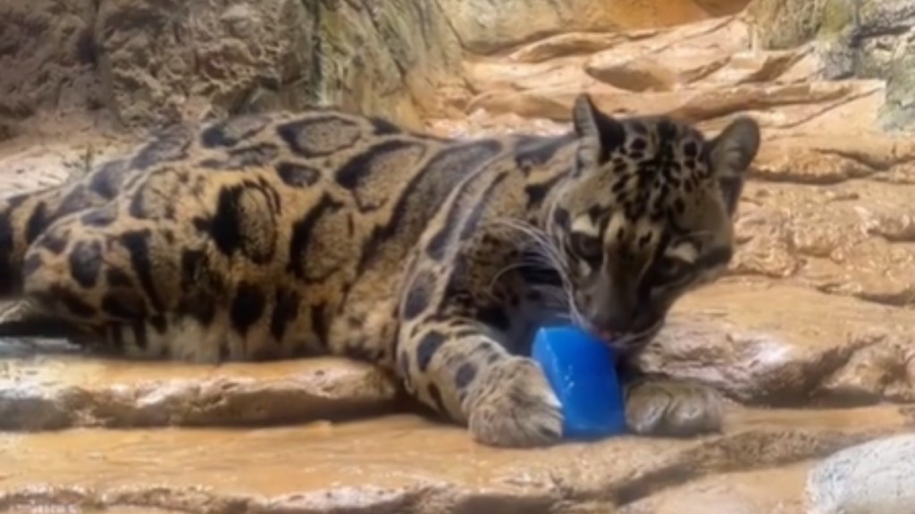 A clouded leopard lays on the ground, happily nibbling on something blue in her paws