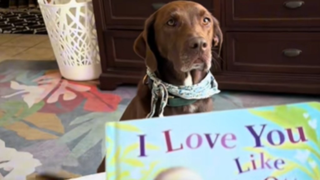 A brown Labrador sits patiently. Close to the camera we can see part of a kids' book that starts with "I Love You Like..."