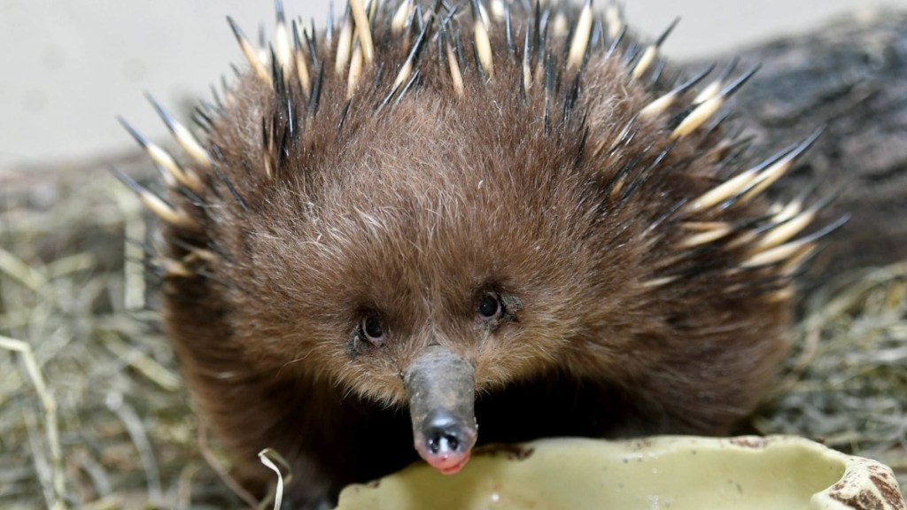 Close up of an echidna that's looking directly at the camera. She's adorable