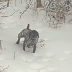 a german pointer standing in the snow