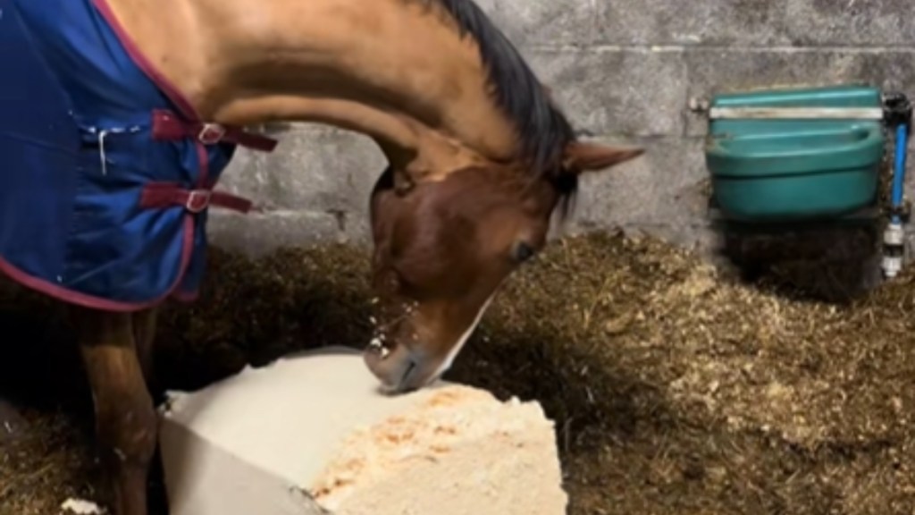 Close up of a horse looking down, closely inspecting the compact stack of wood shavings in front of him