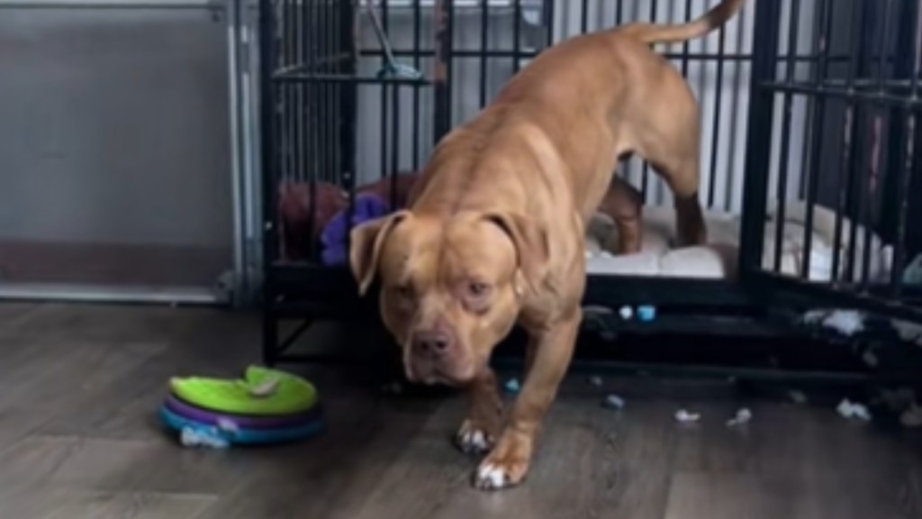 A large brown dog starts to hesitantly step outside of the cage was inside. The cage is inside a home. The dog looks nervous
