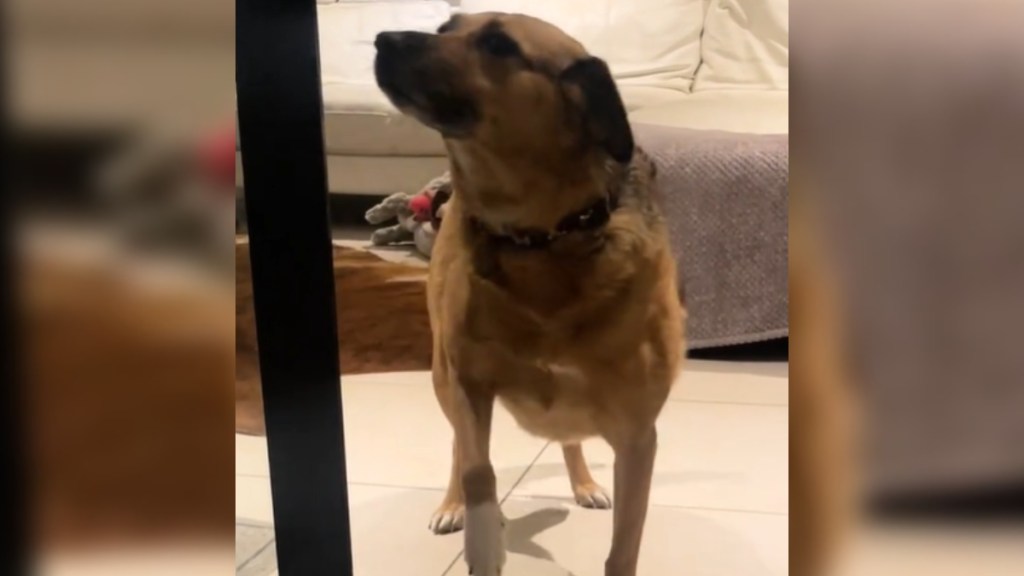Close up of a dog standing at a doorway. She looks unsure, one paw raised as if she's considering moving forward