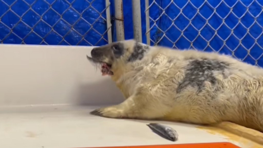 Side view of a seal resting on the floor. He has a fish in his mouth. A second fish lays nearby