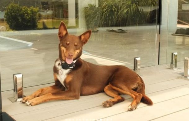 Image shows Tilly in a relaxed pose.