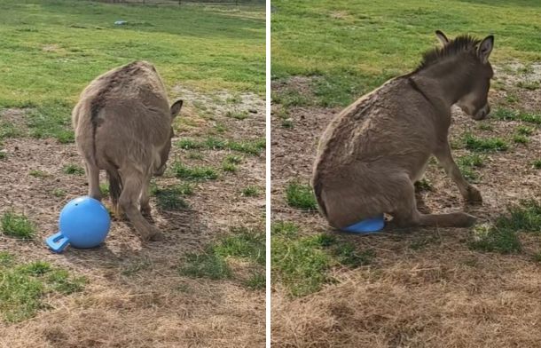 Left image shows a donkey preparing to sit on a Jolly Ball. Right image shows him sitting on it.