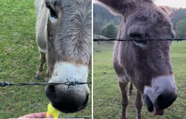 Left image shows Donkey taking the Peep. Right image shows Donkey licking his teeth trying to get the gooey marshmallow fluff off after eating the Peep.