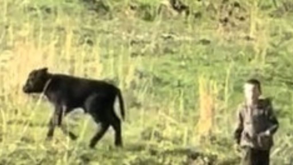 Image shows a baby cow after a young boy rescued it from a ditch.