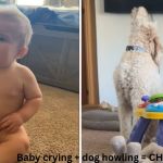 Left image shows a baby crying. Right image shows the family dog who howls whenever the baby cries creating a chaotic duet.