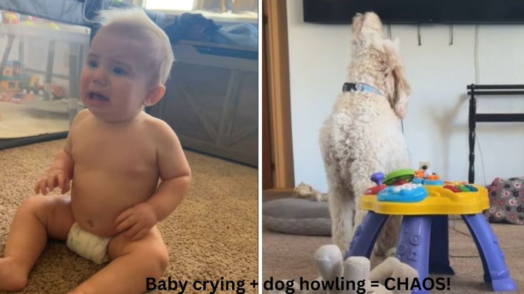 Left image shows a baby crying. Right image shows the family dog who howls whenever the baby cries creating a chaotic duet.