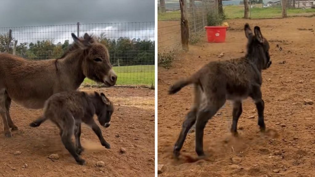 Left image shows a baby mini donkey by his mom. Right image shows the baby donkey with the zoomies.