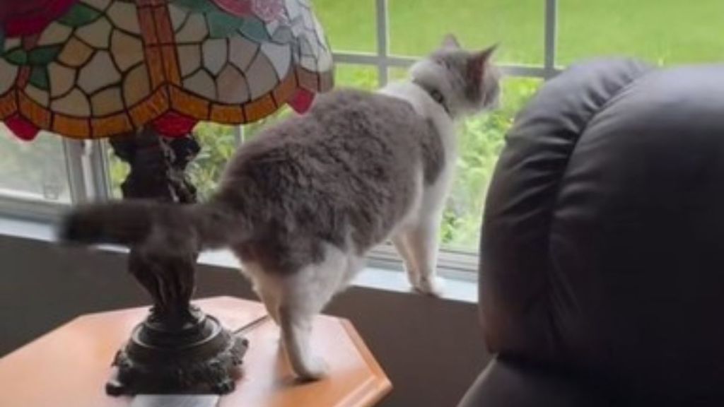Image shows a gray and white cat standing on a windowsill barking at a cat outside.