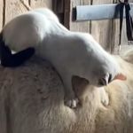 Image shows a barn cat earning its keep by de-shedding a pony.