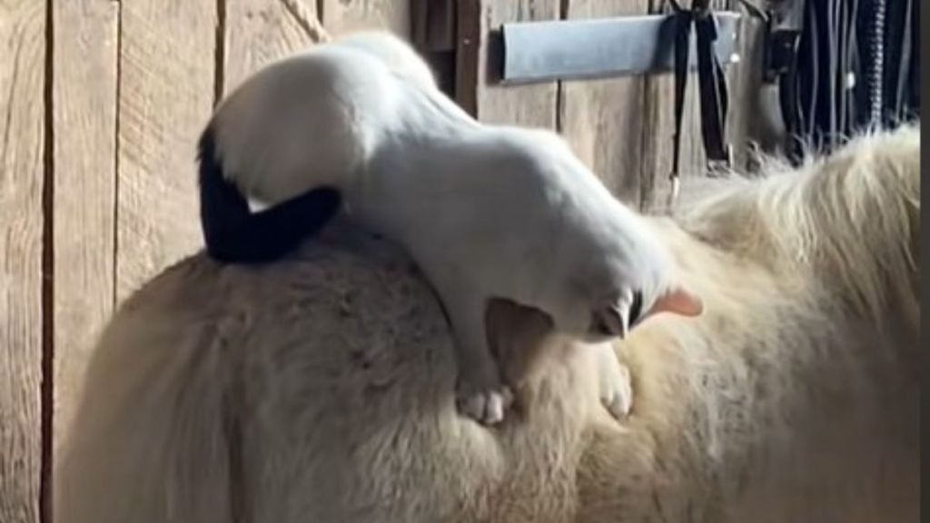 Image shows a barn cat earning its keep by de-shedding a pony.